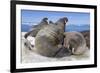 Walrus Herd on Iceberg, Hudson Bay, Nunavut, Canada-Paul Souders-Framed Photographic Print