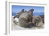 Walrus Herd on Iceberg, Hudson Bay, Nunavut, Canada-Paul Souders-Framed Photographic Print