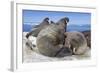 Walrus Herd on Iceberg, Hudson Bay, Nunavut, Canada-Paul Souders-Framed Photographic Print