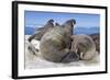 Walrus Herd on Iceberg, Hudson Bay, Nunavut, Canada-Paul Souders-Framed Photographic Print