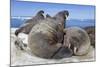 Walrus Herd on Iceberg, Hudson Bay, Nunavut, Canada-Paul Souders-Mounted Photographic Print