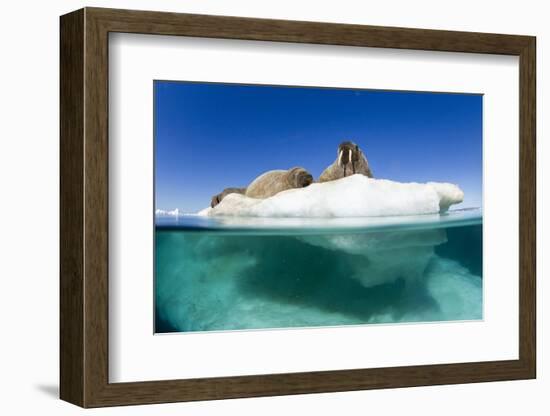 Walrus Herd on Iceberg, Hudson Bay, Nunavut, Canada-Paul Souders-Framed Photographic Print