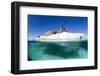 Walrus Herd on Iceberg, Hudson Bay, Nunavut, Canada-Paul Souders-Framed Photographic Print