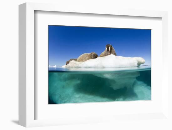 Walrus Herd on Iceberg, Hudson Bay, Nunavut, Canada-Paul Souders-Framed Photographic Print