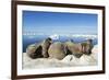 Walrus Herd on Iceberg, Hudson Bay, Nunavut, Canada-Paul Souders-Framed Photographic Print