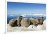 Walrus Herd on Iceberg, Hudson Bay, Nunavut, Canada-Paul Souders-Framed Photographic Print