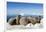 Walrus Herd on Iceberg, Hudson Bay, Nunavut, Canada-Paul Souders-Framed Photographic Print