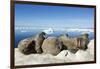 Walrus Herd on Iceberg, Hudson Bay, Nunavut, Canada-Paul Souders-Framed Photographic Print