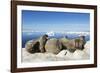 Walrus Herd on Iceberg, Hudson Bay, Nunavut, Canada-Paul Souders-Framed Photographic Print