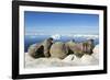 Walrus Herd on Iceberg, Hudson Bay, Nunavut, Canada-Paul Souders-Framed Photographic Print