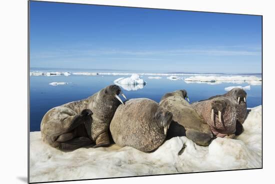 Walrus Herd on Iceberg, Hudson Bay, Nunavut, Canada-Paul Souders-Mounted Photographic Print