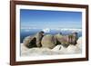 Walrus Herd on Iceberg, Hudson Bay, Nunavut, Canada-Paul Souders-Framed Photographic Print