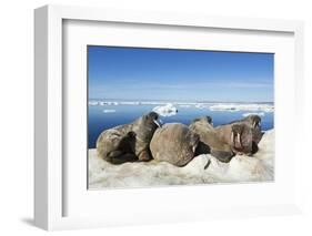 Walrus Herd on Iceberg, Hudson Bay, Nunavut, Canada-Paul Souders-Framed Photographic Print