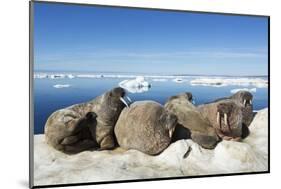 Walrus Herd on Iceberg, Hudson Bay, Nunavut, Canada-Paul Souders-Mounted Photographic Print