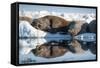 Walrus Herd on Sea Ice, Hudson Bay, Nunavut, Canada-Paul Souders-Framed Stretched Canvas