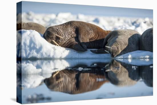 Walrus Herd on Sea Ice, Hudson Bay, Nunavut, Canada-Paul Souders-Stretched Canvas