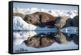 Walrus Herd on Sea Ice, Hudson Bay, Nunavut, Canada-Paul Souders-Framed Stretched Canvas