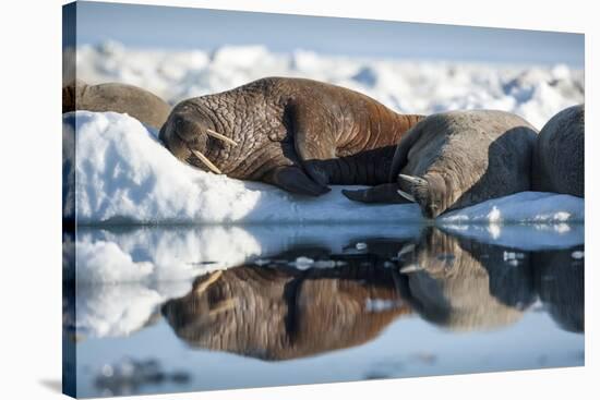 Walrus Herd on Sea Ice, Hudson Bay, Nunavut, Canada-Paul Souders-Stretched Canvas