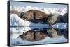 Walrus Herd on Sea Ice, Hudson Bay, Nunavut, Canada-Paul Souders-Framed Stretched Canvas