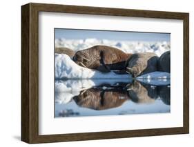 Walrus Herd on Sea Ice, Hudson Bay, Nunavut, Canada-Paul Souders-Framed Photographic Print