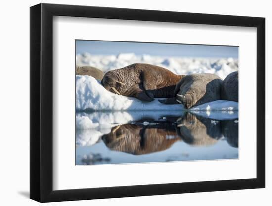 Walrus Herd on Sea Ice, Hudson Bay, Nunavut, Canada-Paul Souders-Framed Photographic Print