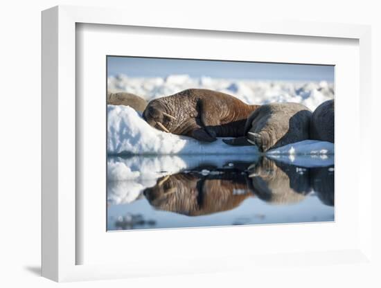 Walrus Herd on Sea Ice, Hudson Bay, Nunavut, Canada-Paul Souders-Framed Photographic Print