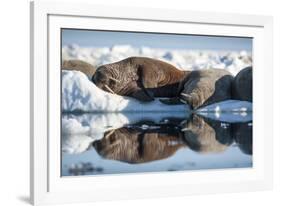 Walrus Herd on Sea Ice, Hudson Bay, Nunavut, Canada-Paul Souders-Framed Photographic Print