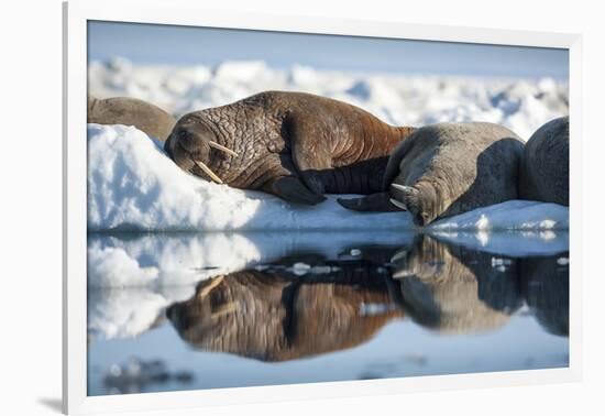 Walrus Herd on Sea Ice, Hudson Bay, Nunavut, Canada-Paul Souders-Framed Photographic Print