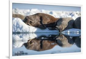 Walrus Herd on Sea Ice, Hudson Bay, Nunavut, Canada-Paul Souders-Framed Photographic Print