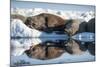 Walrus Herd on Sea Ice, Hudson Bay, Nunavut, Canada-Paul Souders-Mounted Photographic Print