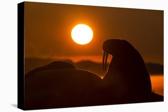 Walrus, Hudson Bay, Nunavut, Canada-Paul Souders-Stretched Canvas