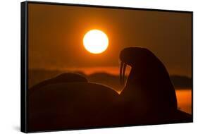 Walrus, Hudson Bay, Nunavut, Canada-Paul Souders-Framed Stretched Canvas