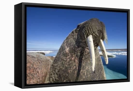 Walrus, Hudson Bay, Nunavut, Canada-Paul Souders-Framed Stretched Canvas