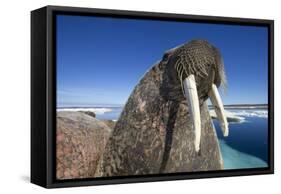 Walrus, Hudson Bay, Nunavut, Canada-Paul Souders-Framed Stretched Canvas