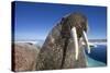 Walrus, Hudson Bay, Nunavut, Canada-Paul Souders-Stretched Canvas