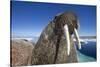 Walrus, Hudson Bay, Nunavut, Canada-Paul Souders-Stretched Canvas