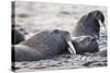 Walrus, Hudson Bay, Nunavut, Canada-Paul Souders-Stretched Canvas