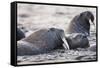 Walrus, Hudson Bay, Nunavut, Canada-Paul Souders-Framed Stretched Canvas