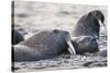 Walrus, Hudson Bay, Nunavut, Canada-Paul Souders-Stretched Canvas