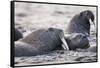 Walrus, Hudson Bay, Nunavut, Canada-Paul Souders-Framed Stretched Canvas