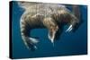 Walrus, Hudson Bay, Nunavut, Canada-Paul Souders-Stretched Canvas