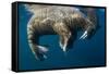 Walrus, Hudson Bay, Nunavut, Canada-Paul Souders-Framed Stretched Canvas