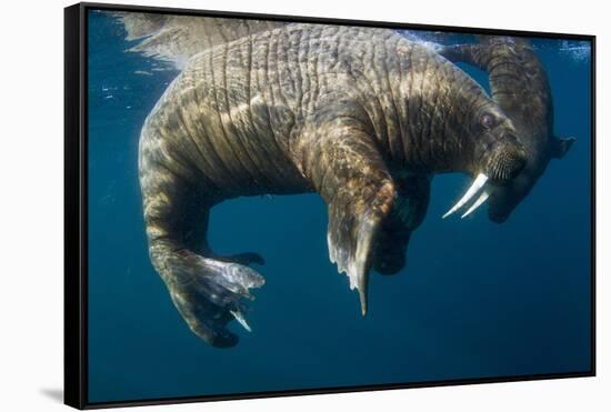 Walrus, Hudson Bay, Nunavut, Canada-Paul Souders-Framed Stretched Canvas