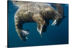 Walrus, Hudson Bay, Nunavut, Canada-Paul Souders-Stretched Canvas