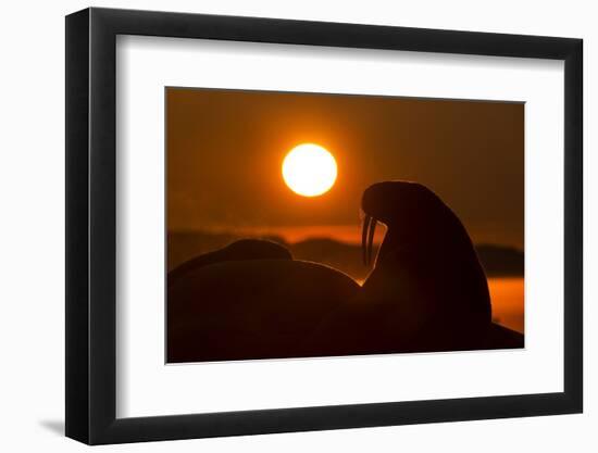 Walrus, Hudson Bay, Nunavut, Canada-Paul Souders-Framed Photographic Print