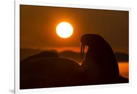 Walrus, Hudson Bay, Nunavut, Canada-Paul Souders-Framed Photographic Print