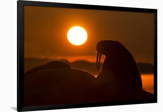 Walrus, Hudson Bay, Nunavut, Canada-Paul Souders-Framed Photographic Print