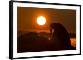 Walrus, Hudson Bay, Nunavut, Canada-Paul Souders-Framed Photographic Print