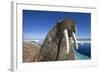 Walrus, Hudson Bay, Nunavut, Canada-Paul Souders-Framed Photographic Print