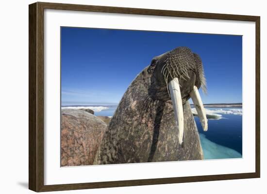 Walrus, Hudson Bay, Nunavut, Canada-Paul Souders-Framed Photographic Print